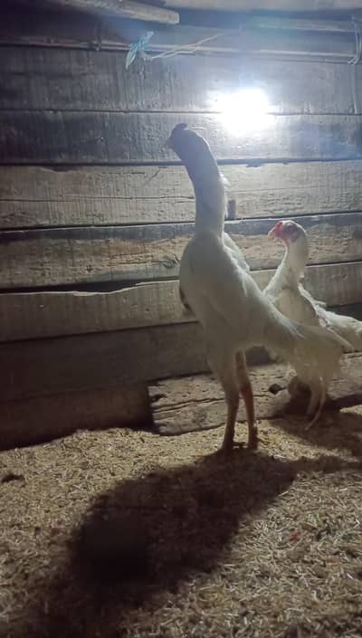 king white shamoo chiks patthe pathiyan available