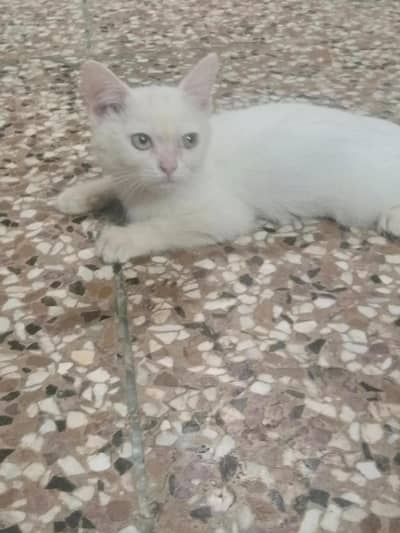 cat sale