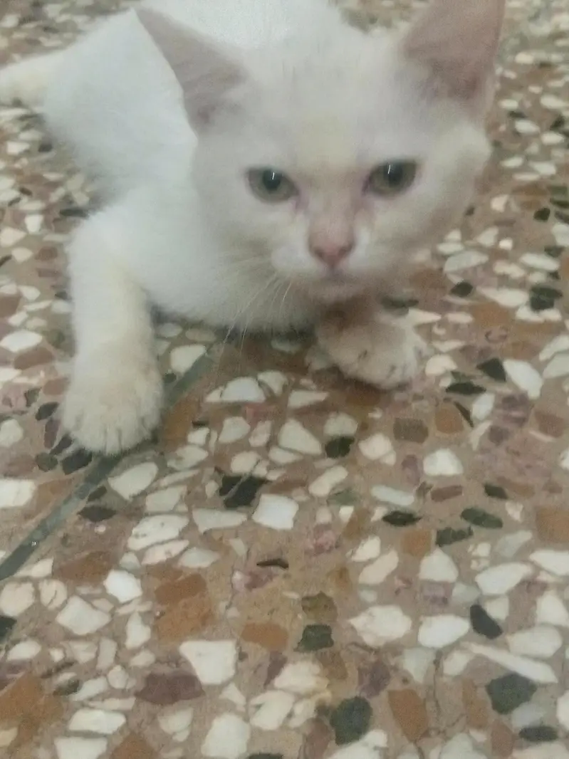 cat sale — photo 2
