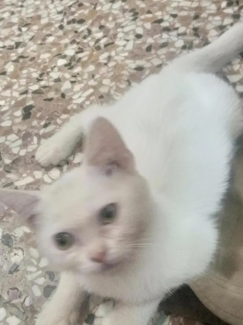 cat sale — photo 3