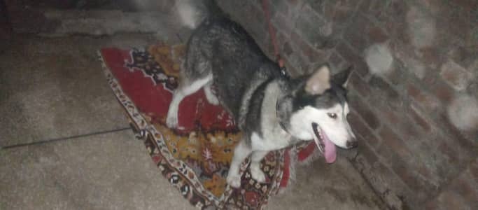 Siberian husky