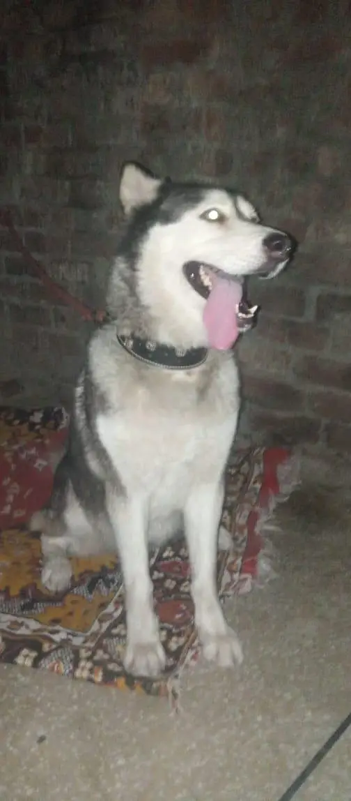 Siberian husky — photo 2