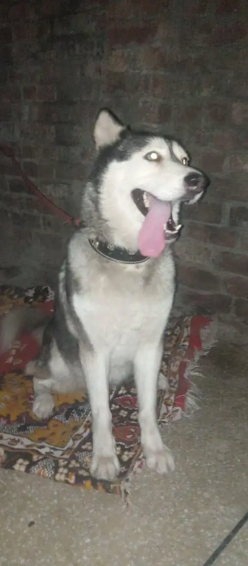 Siberian husky — photo 3