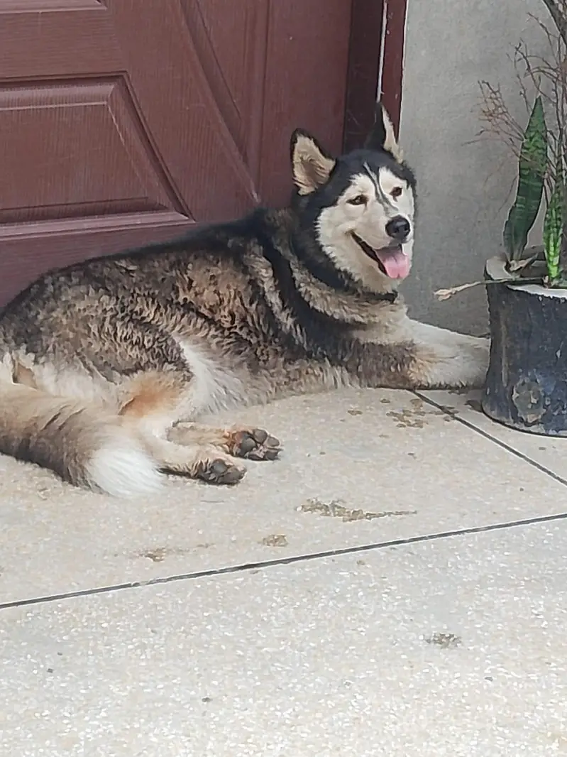 Siberian husky — photo 4