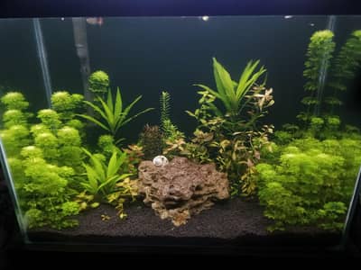 2 feet planted aquarium for sale , new condition