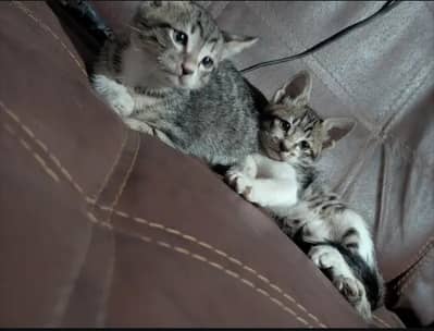 Playful and Healthy Active Desi/Tabby Kittens for Adoption