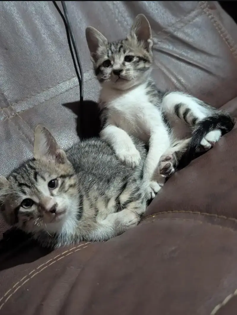 Playful and Healthy Active Desi/Tabby Kittens for Adoption — photo 2