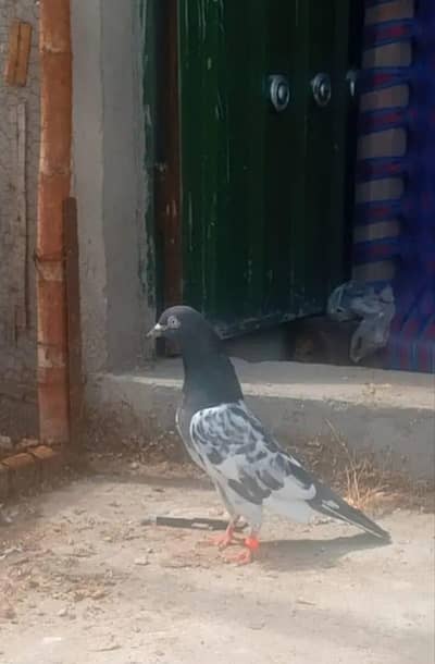 salata,teddy,35walla Sara kabutar 21000 ka Joro walla hai