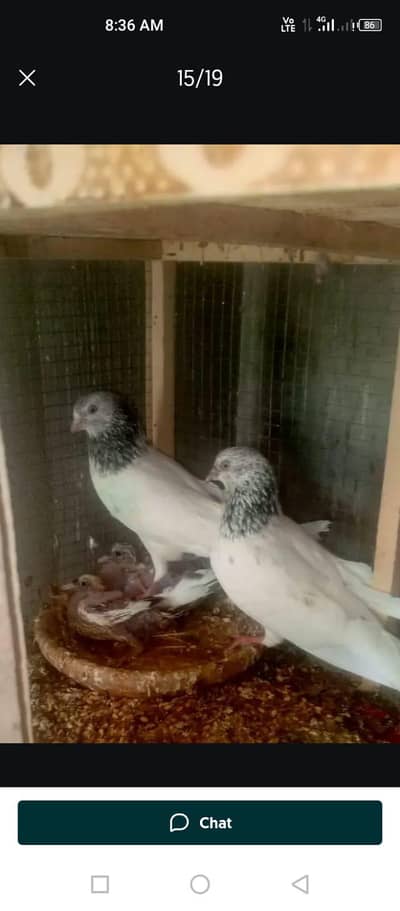 salata,teddy,35walla Sara kabutar 21000 ka Joro walla hai