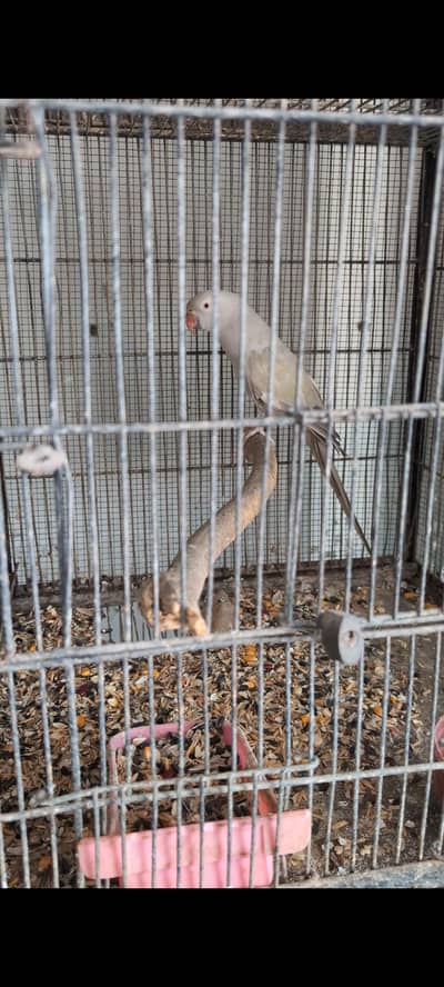 grey touqoise breeder female