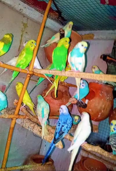 hogoromo+ Australian budgies