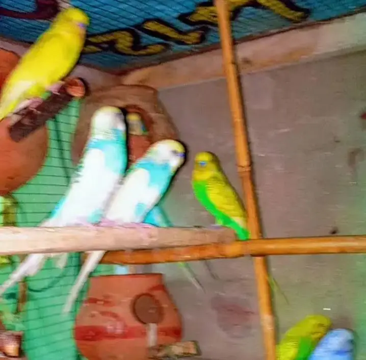 hogoromo+ Australian budgies — photo 2