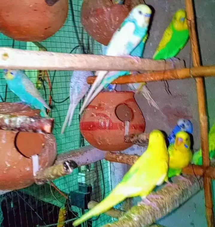 hogoromo+ Australian budgies — photo 3