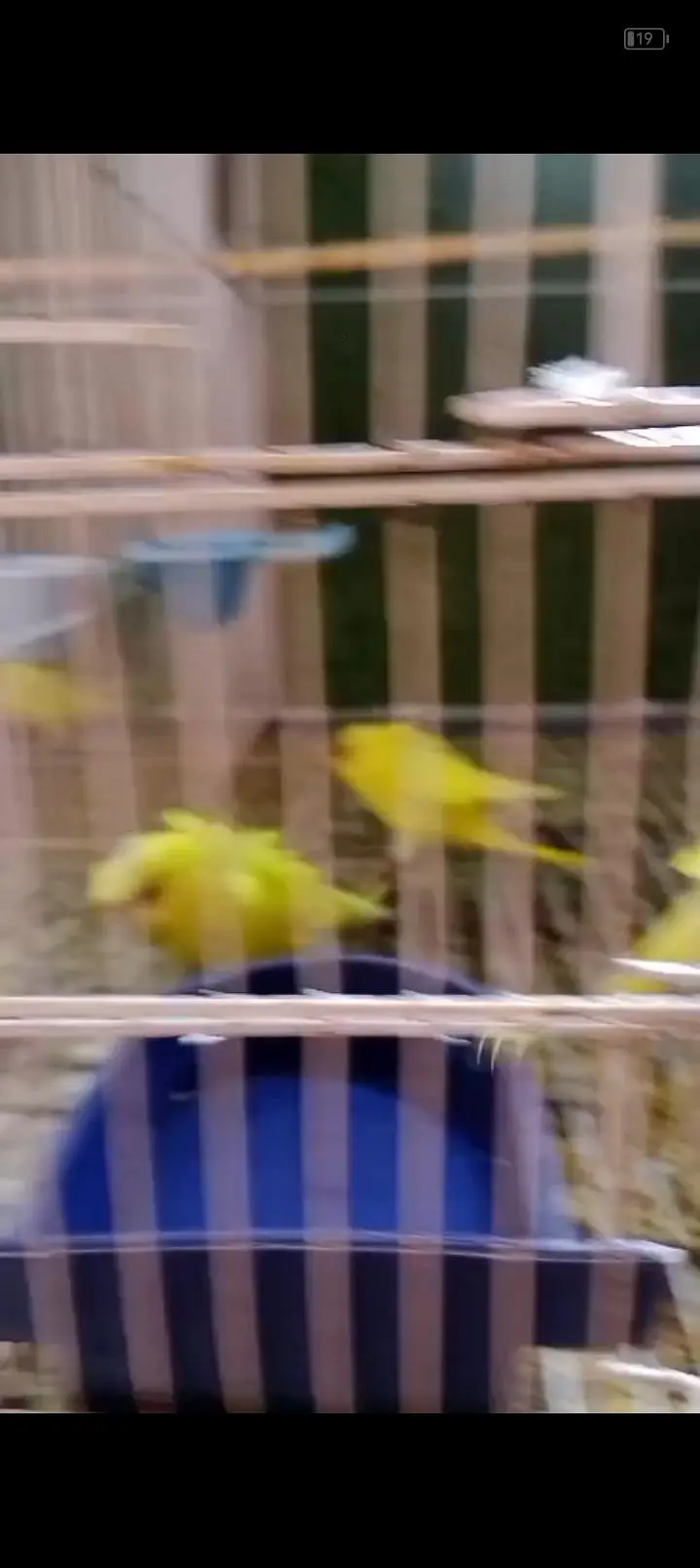 hogoromo+ Australian budgies — photo 4