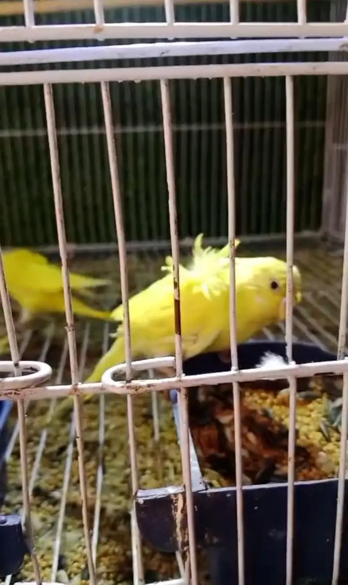 hogoromo+ Australian budgies — photo 5