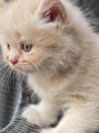 persian kitten looking for new home