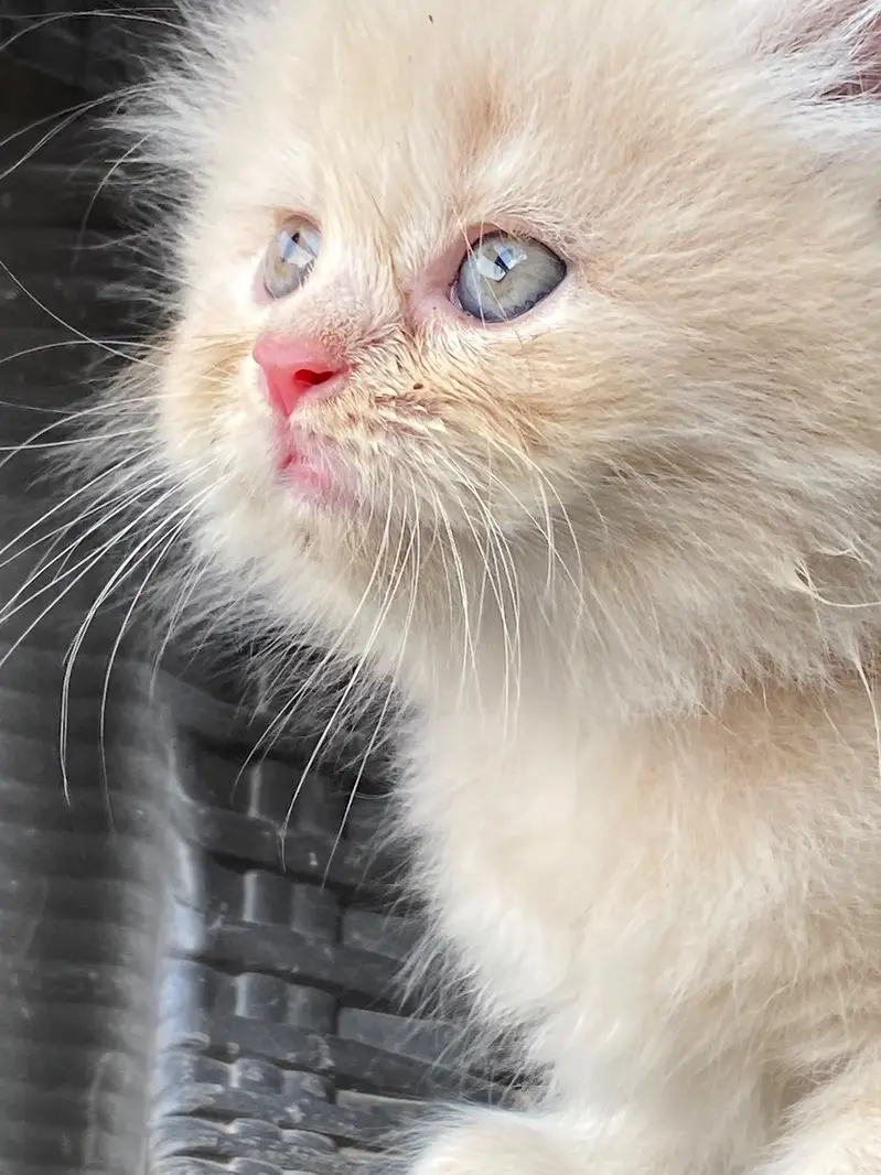 persian kitten looking for new home — photo 2