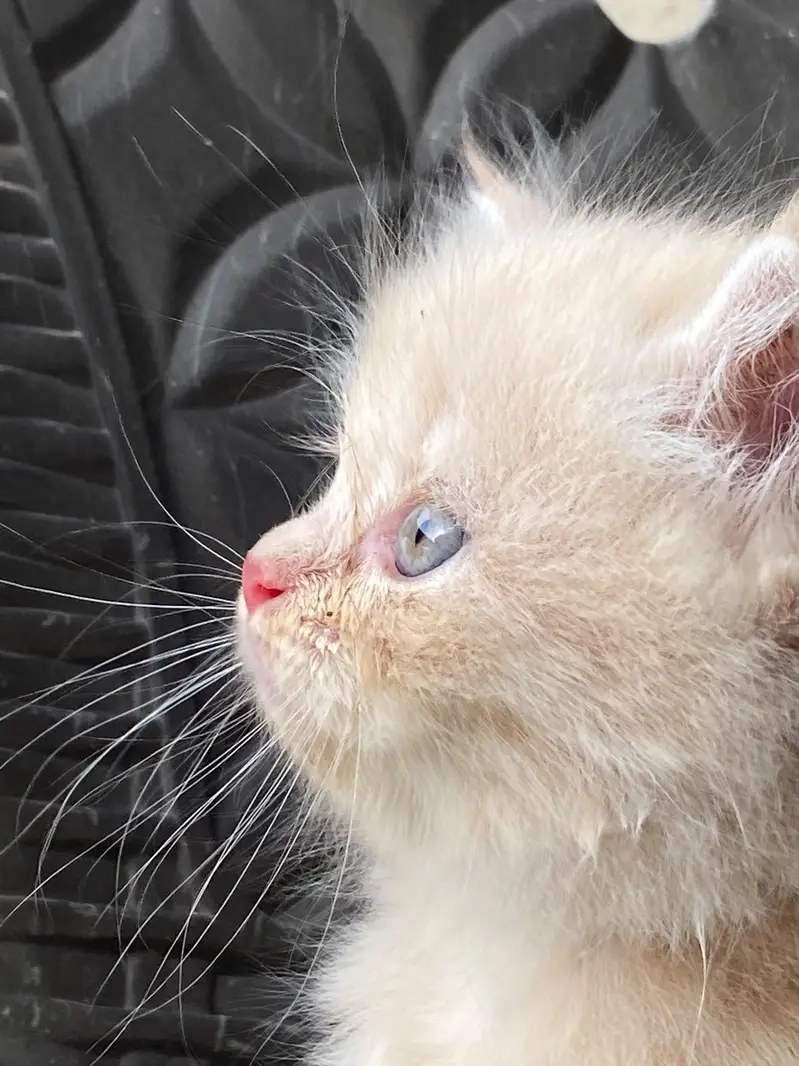 persian kitten looking for new home — photo 3