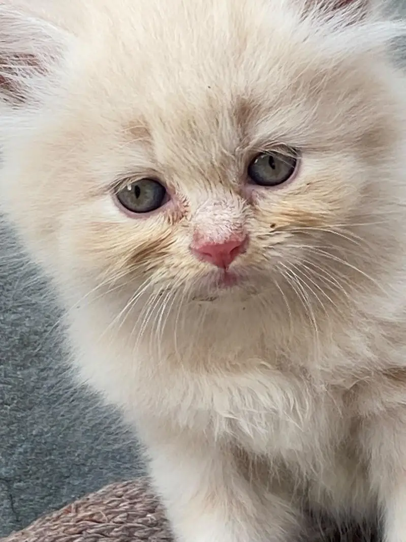 persian kitten looking for new home — photo 4