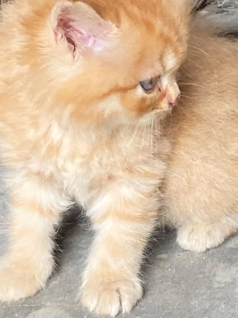 persian kitten looking for new home — photo 5