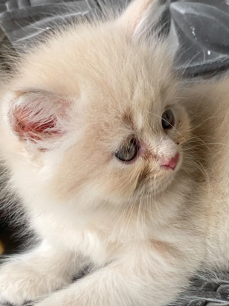 persian kitten looking for new home — photo 6
