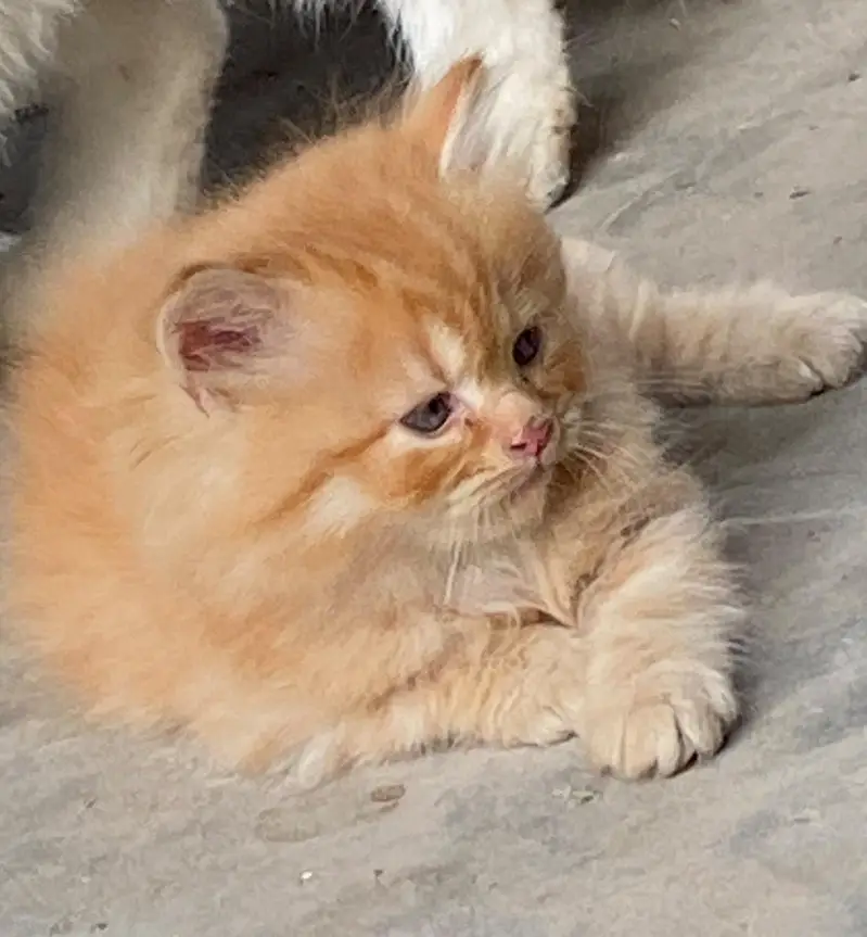 persian kitten looking for new home — photo 7