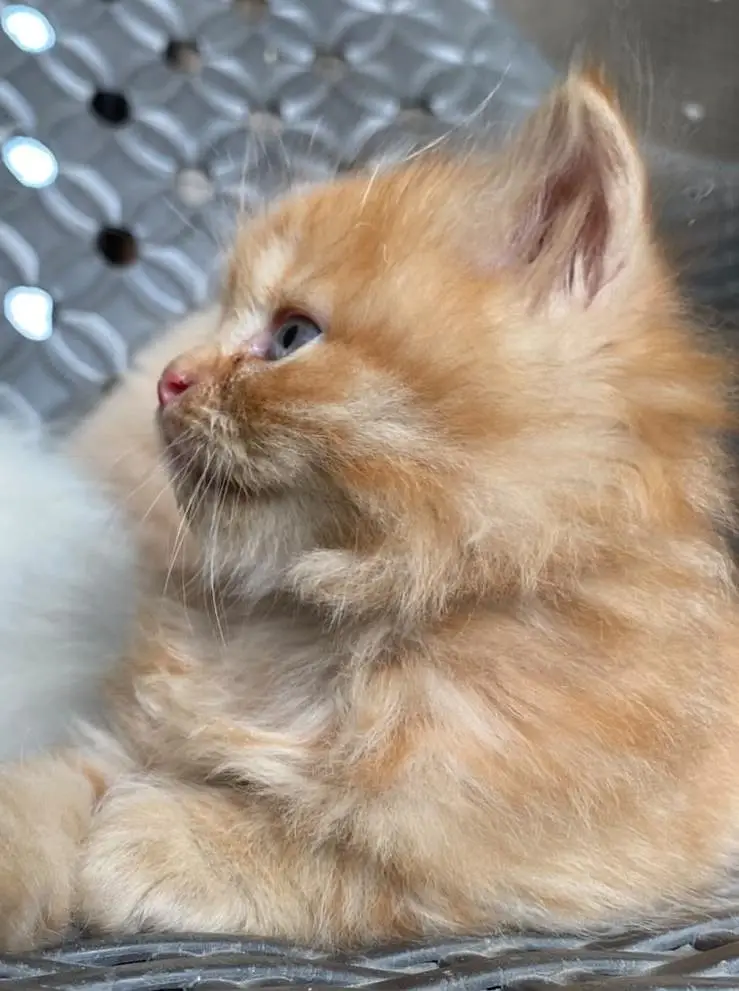 persian kitten looking for new home — photo 8