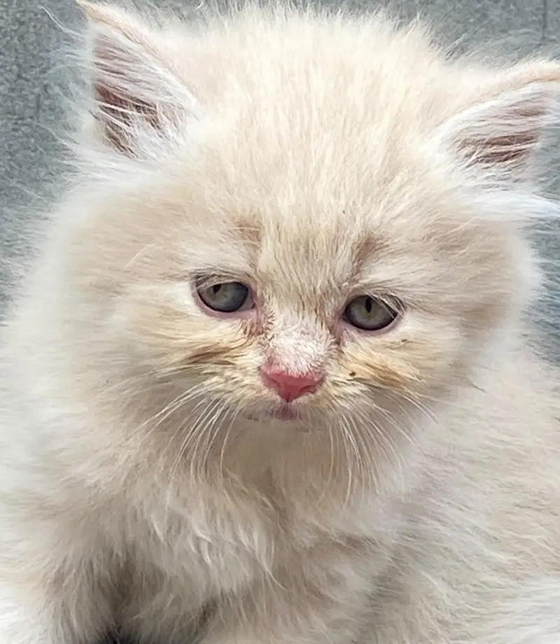 persian kitten looking for new home — photo 9