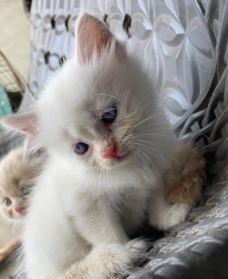 persian kitten looking for new home — photo 10