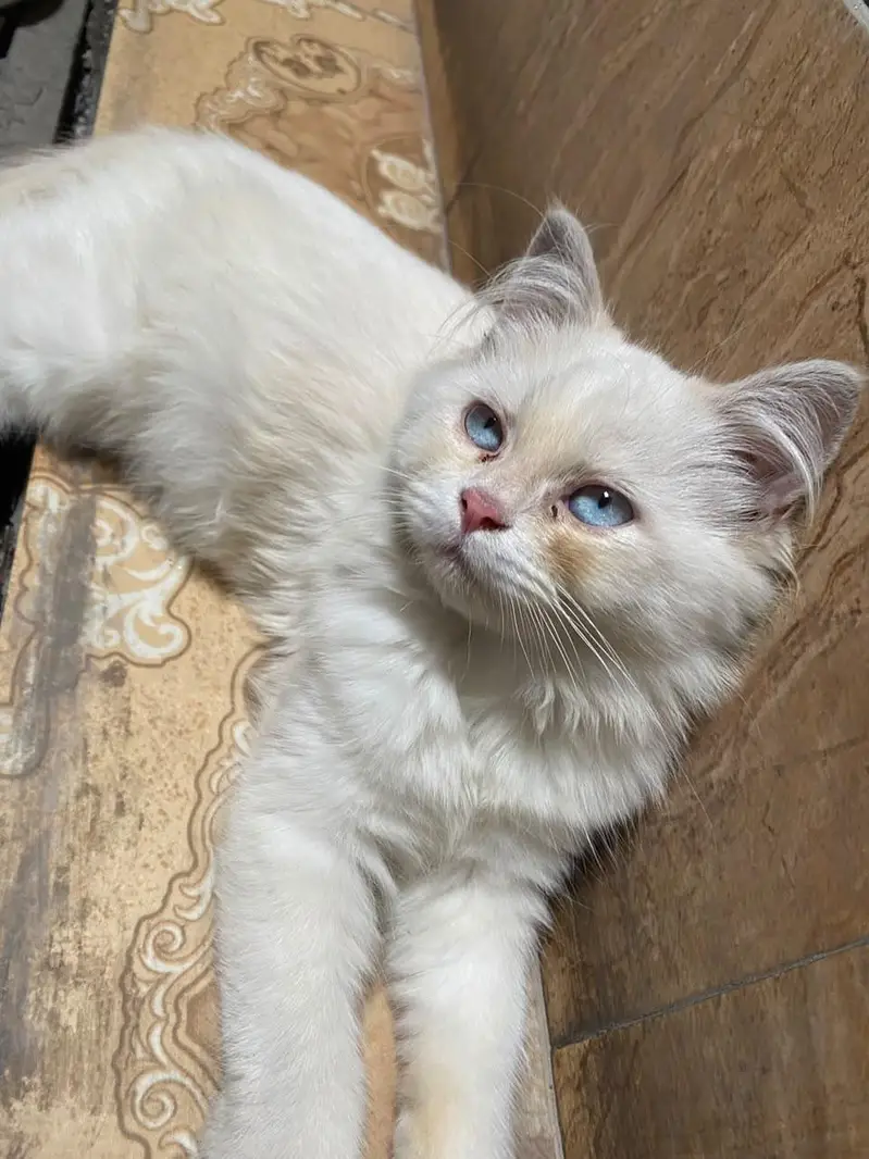 persian kitten looking for new home — photo 11