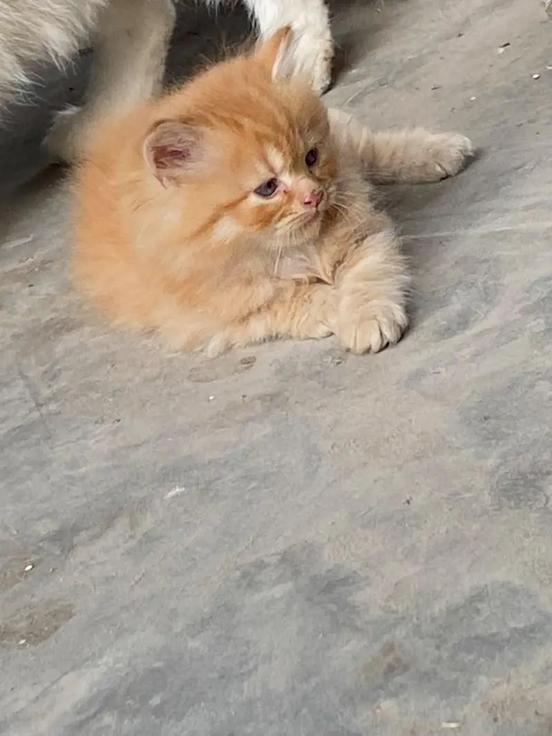 persian kitten looking for new home — photo 12