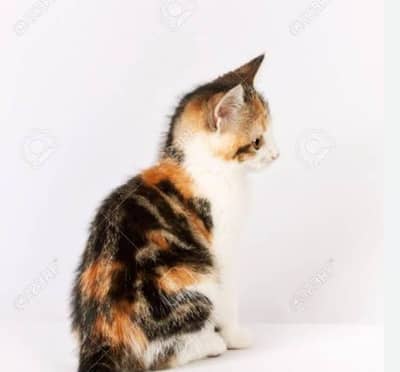 miks color kittan sle 03489375822 wtsp full trnd