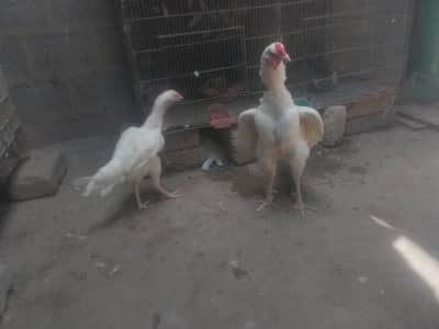pepar white hera breeder pair. whatsap 03162659925