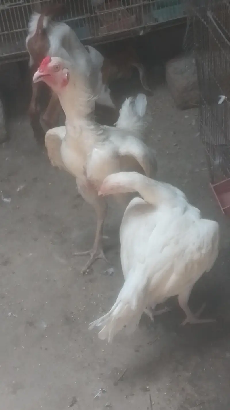 pepar white hera breeder pair. whatsap 03162659925 — photo 2