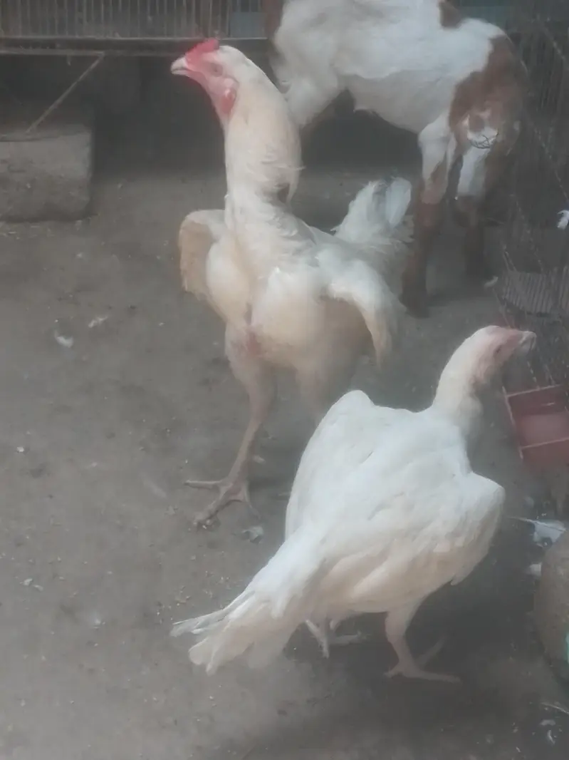 pepar white hera breeder pair. whatsap 03162659925 — photo 3