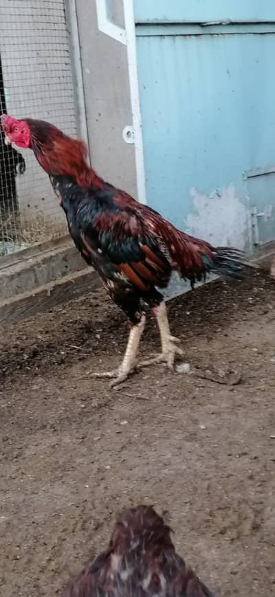 Aseel murga or murgia