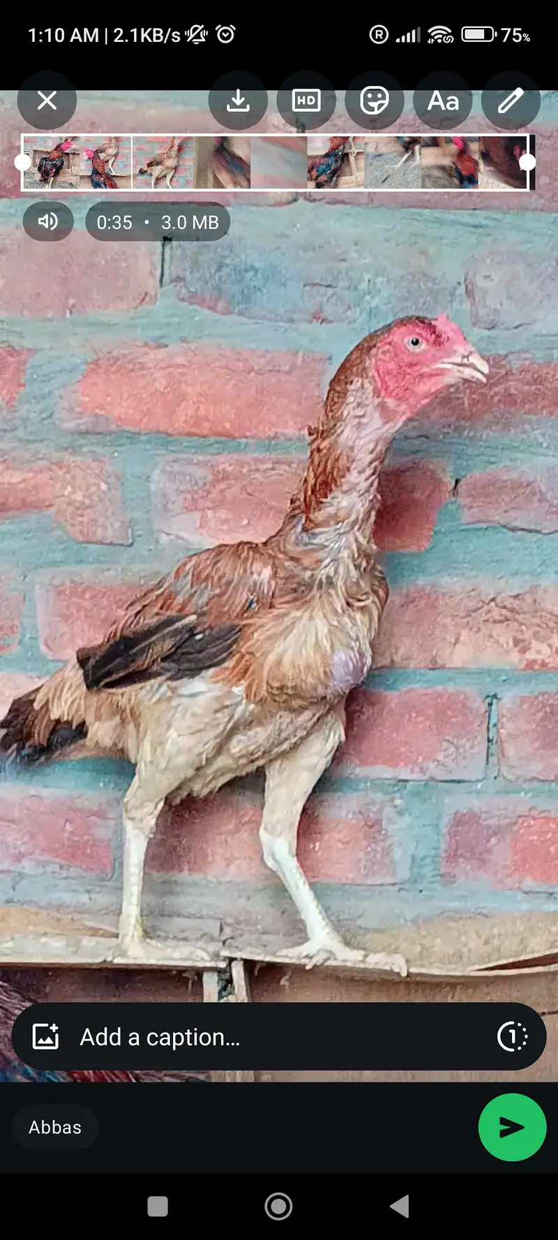 Aseel murga or murgia — photo 2