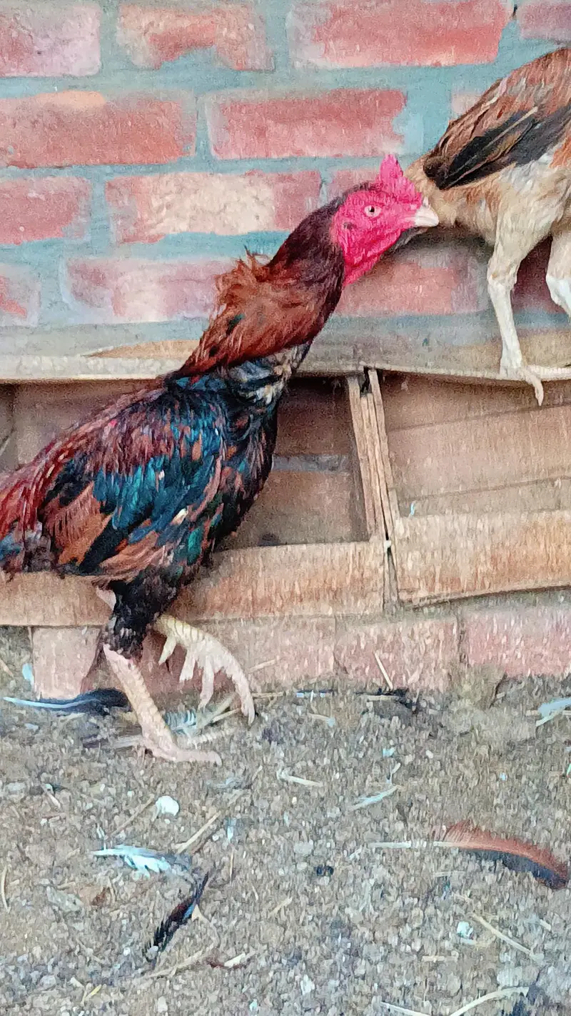 Aseel murga or murgia — photo 3