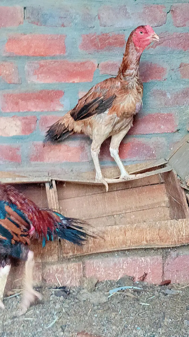 Aseel murga or murgia — photo 4