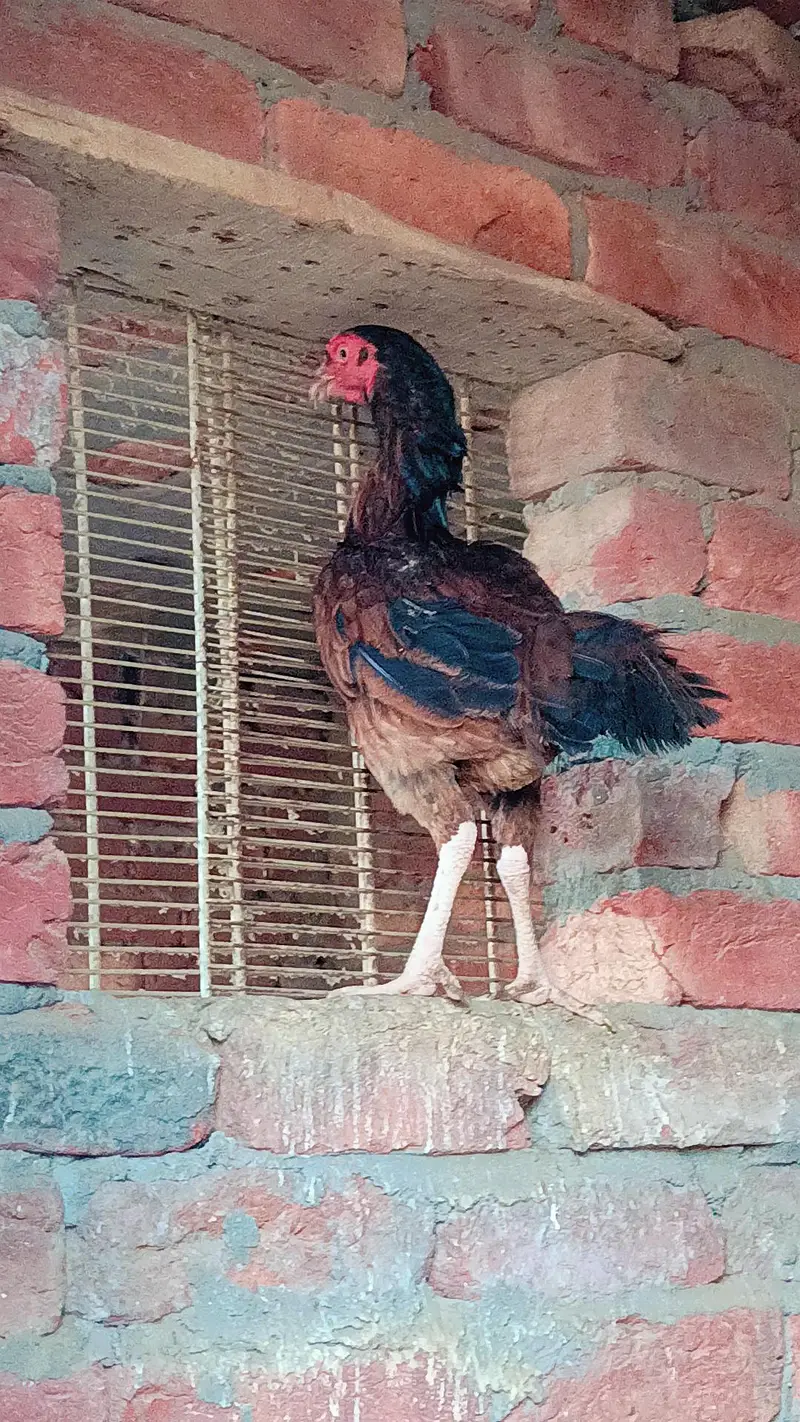 Aseel murga or murgia — photo 5