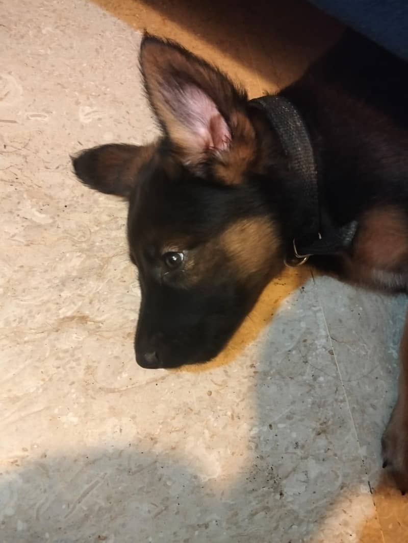 name max 2