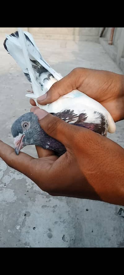 Per piece Breader pigeon for sale.