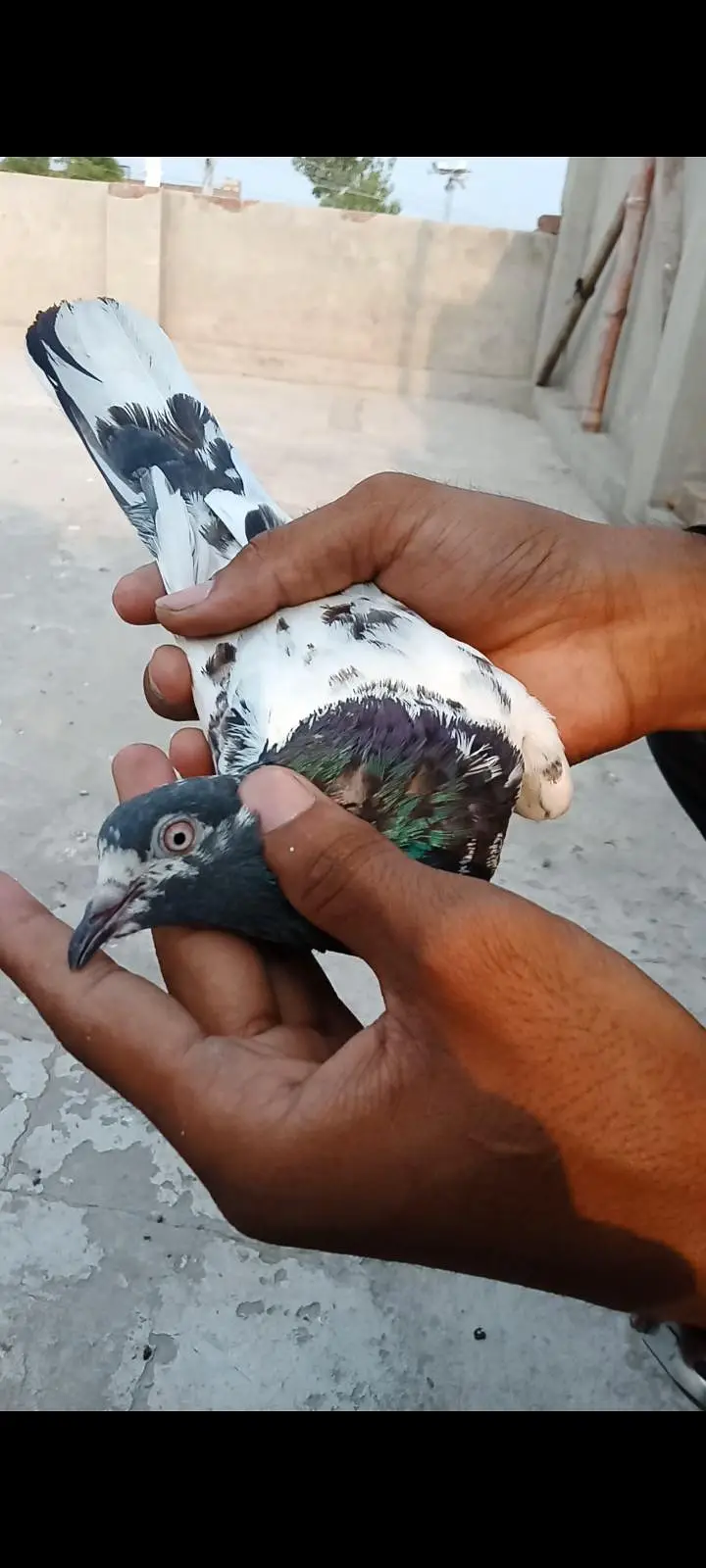 Per piece Breader pigeon for sale. — photo 2