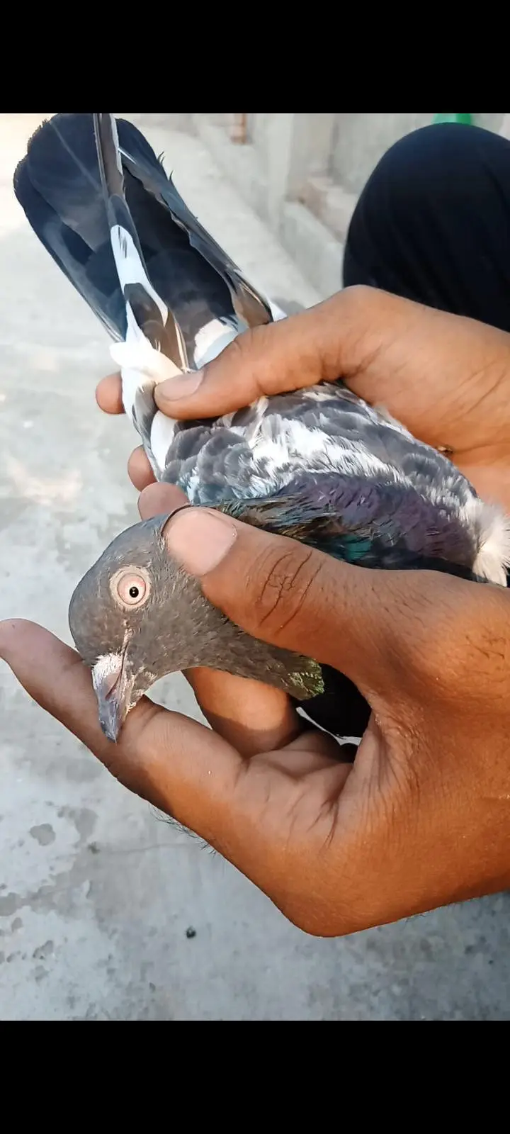 Per piece Breader pigeon for sale. — photo 3