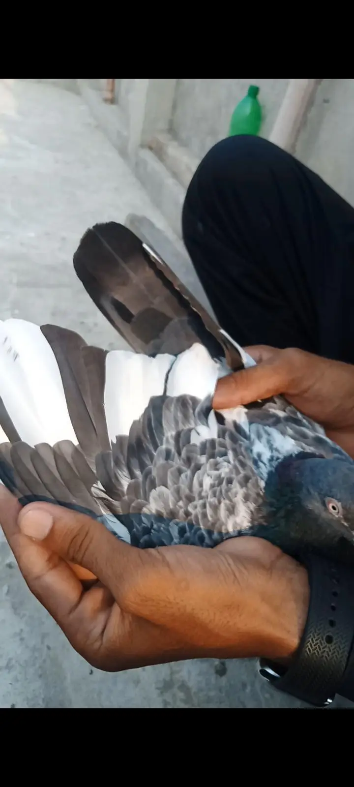 Per piece Breader pigeon for sale. — photo 4