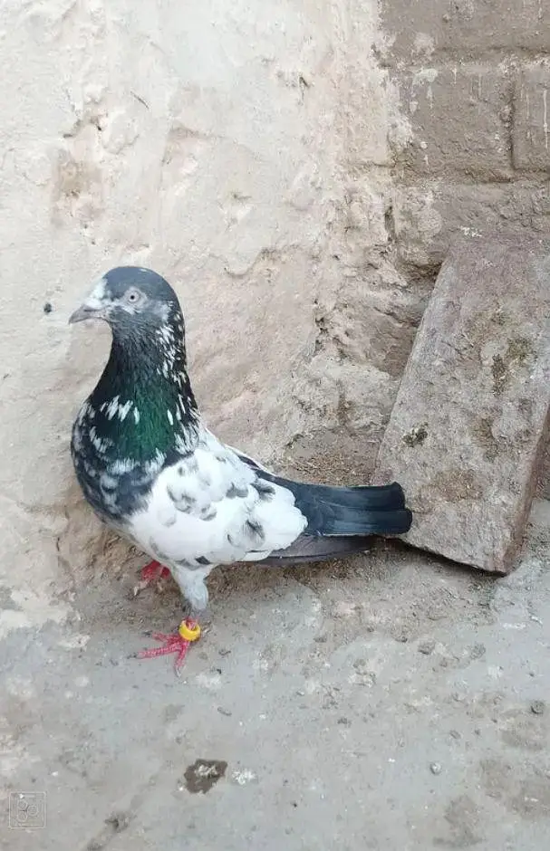 Per piece Breader pigeon for sale. — photo 5