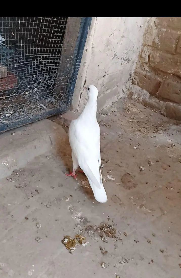 Per piece Breader pigeon for sale. — photo 6