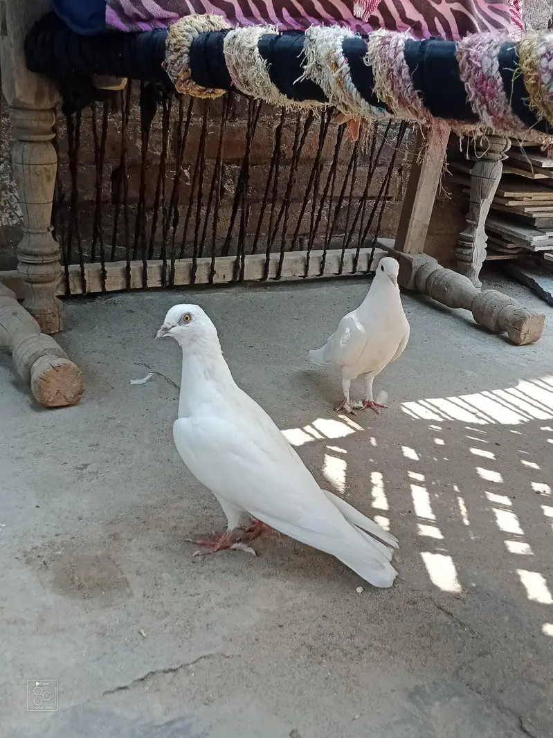 Per piece Breader pigeon for sale. — photo 7
