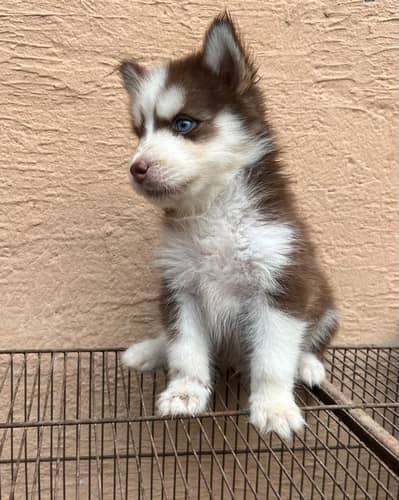 Siberian husky Quality puppies available For sale. . .