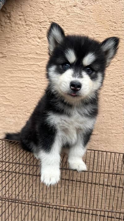 Siberian husky Quality puppies available For sale. . .